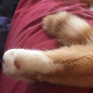 Meet your Posher, Gayle